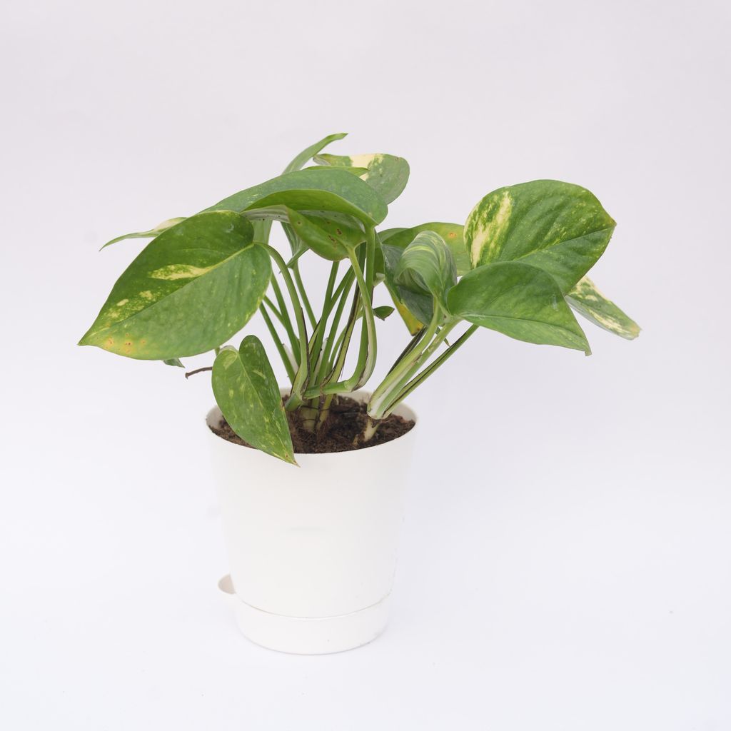 Money Plant Green in 4 Inch White Florence Self Watering Pot