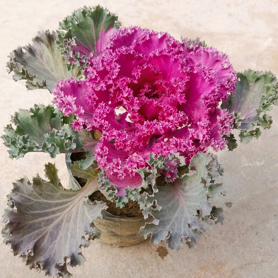 Kale Purple in 4 Inch Nursery Bag