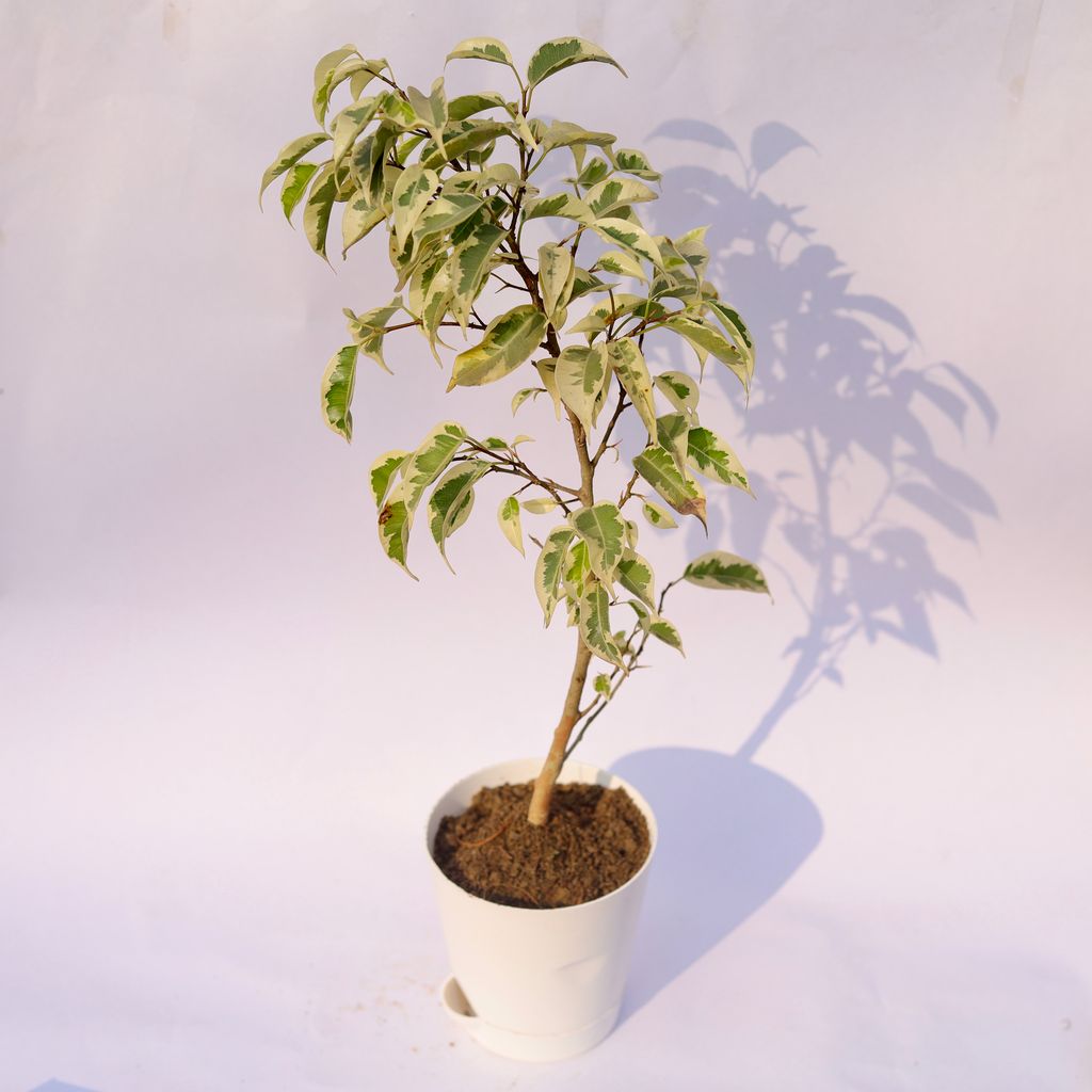 Ficus Starlight in 4 Inch White Florence Self Watering Pot