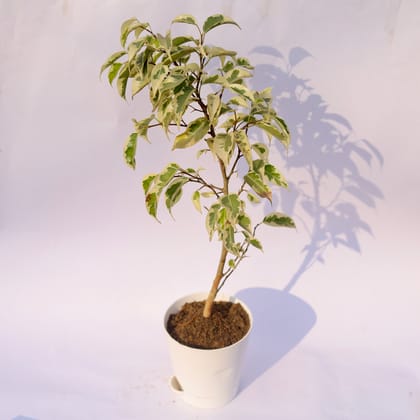 Buy Ficus Starlight in 4 Inch White Florence Self Watering Pot Online | Urvann.com