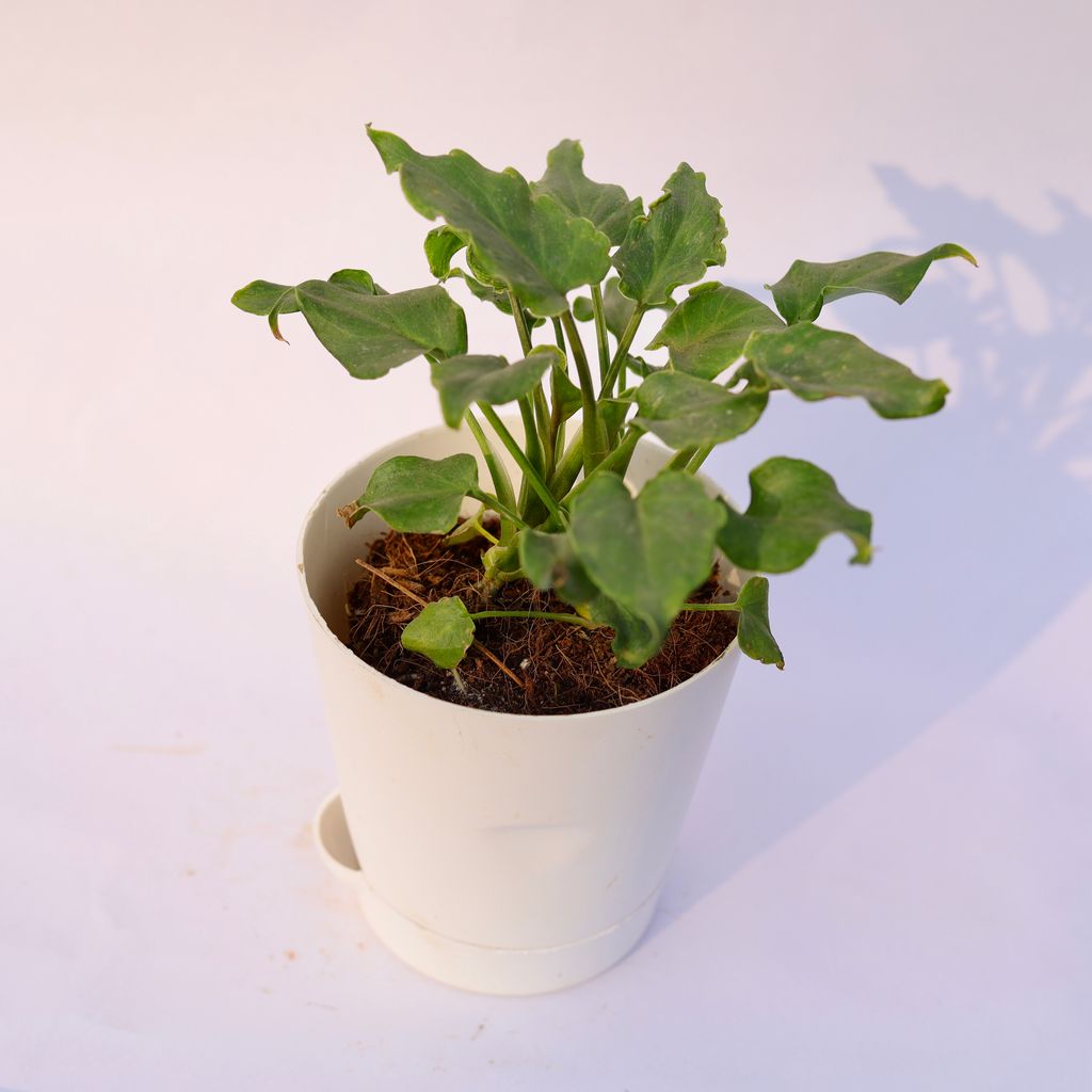 Xanadu Green Dwarf in 4 Inch White Florence Self Watering Pot