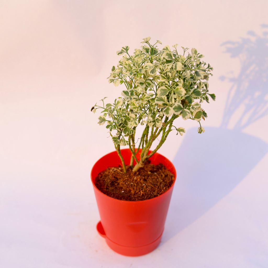 Aralia Variegated in 4 Inch Red Florence Self Watering Pot