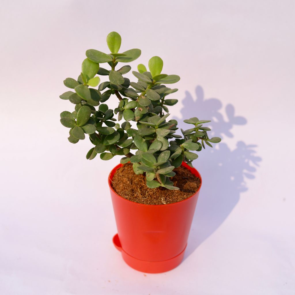 Jade in 4 Inch Red Florence Self Watering Pot