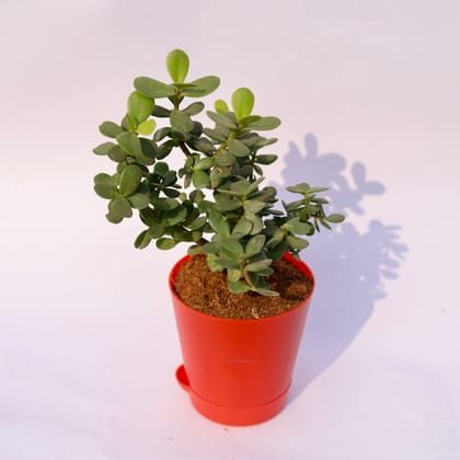 Buy Jade in 4 Inch Red Florence Self Watering Pot Online | Urvann.com
