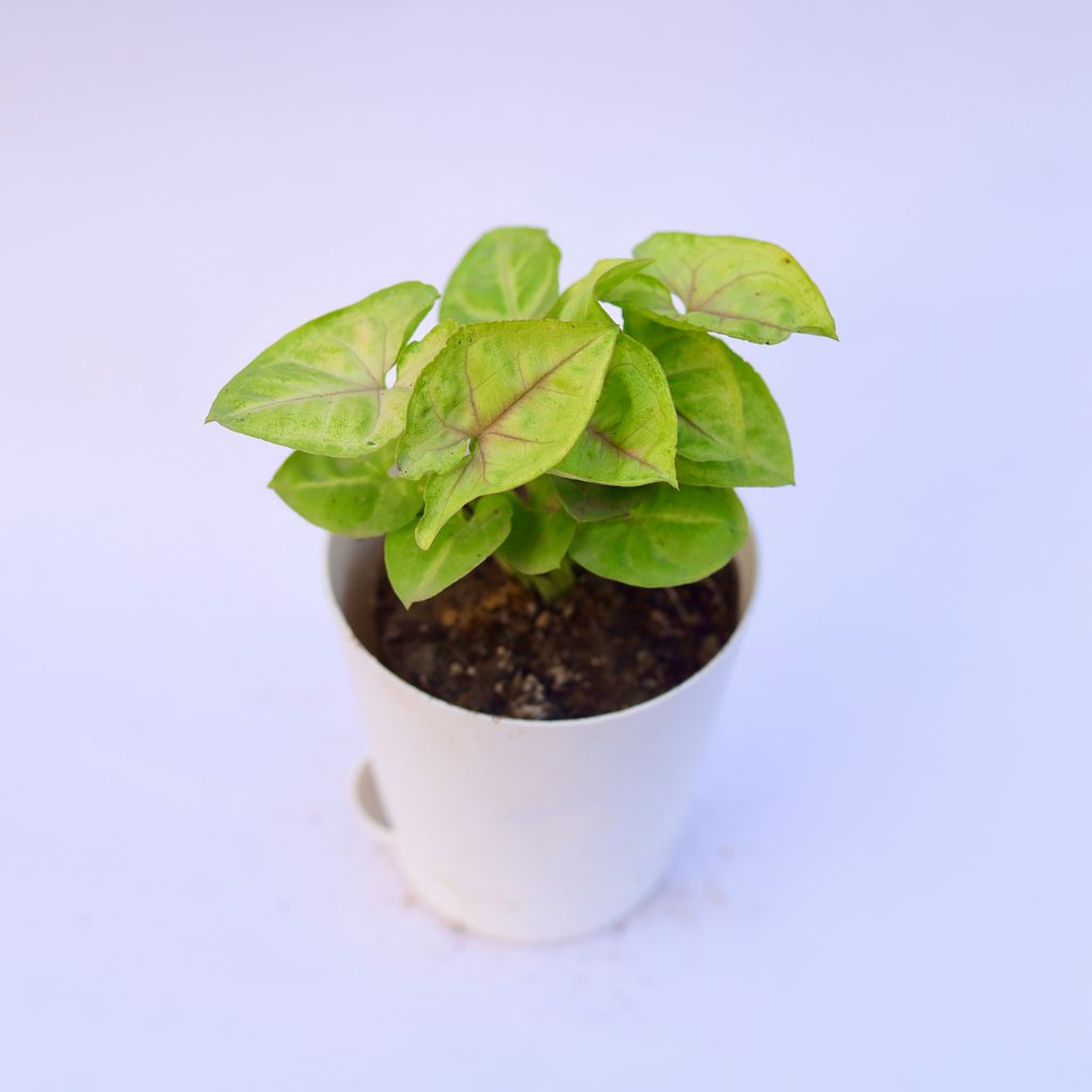 Syngonium Golden in 4 Inch White Florence Self Watering Pot