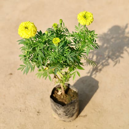 Buy Marigold / Genda (any colour) in 3 Inch Nursery Bag Online | Urvann.com