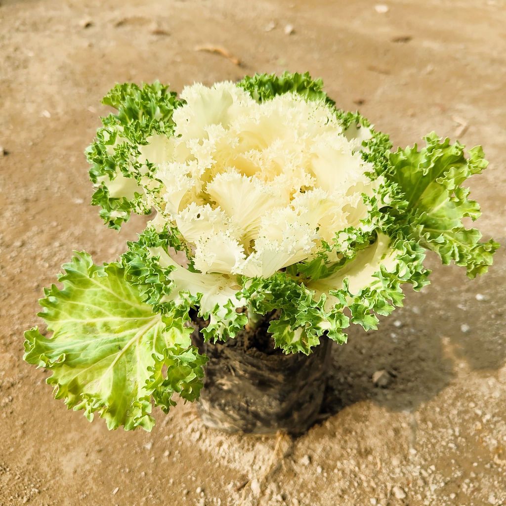 Kale White in 4 Inch Nursery Bag