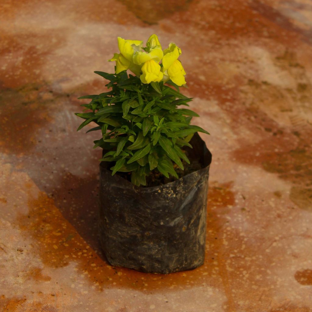 Antirrhinum Majus (Snapdragon) / Dog Flower (any colour) in 3 Inch Nursery Bag