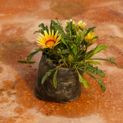 Buy Gazania (any colour) in 3 Inch Nursery Bag Online | Urvann.com