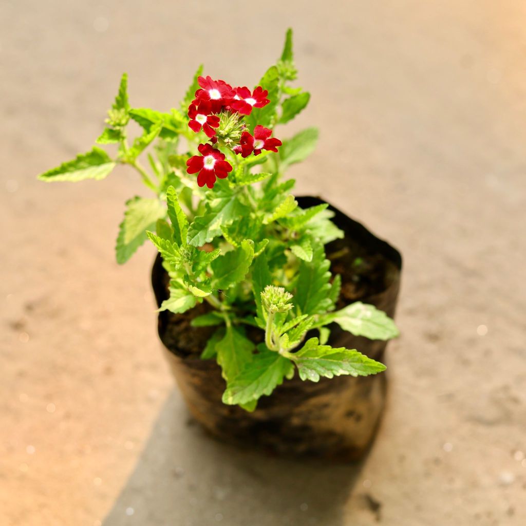 Verbena (any colour) in 3 Inch Nursery Bag