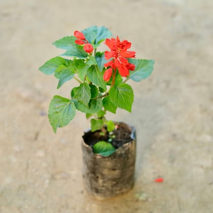 Buy Salvia Red in 3 Inch Nursery Bag Online | Urvann.com