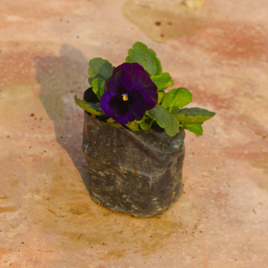 Pansy (any colour) in 3 Inch Nursery Bag