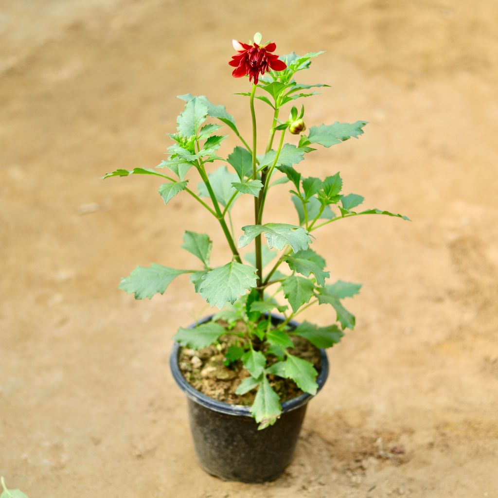 Dahlia (any colour) in 6 Inch Nursery Pot