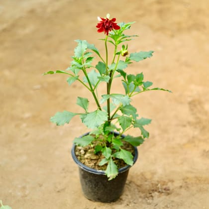 Buy Dahlia (any colour) in 8 Inch Nursery Pot Online | Urvann.com