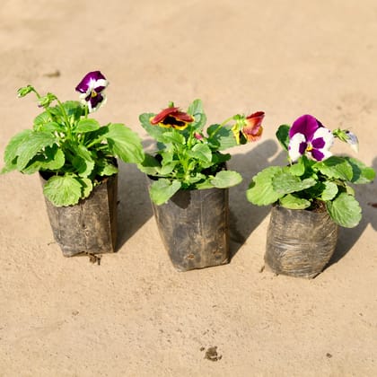 Buy Set of 3 - Pansy (any colour) in 4 Inch Nursery Bag Online | Urvann.com