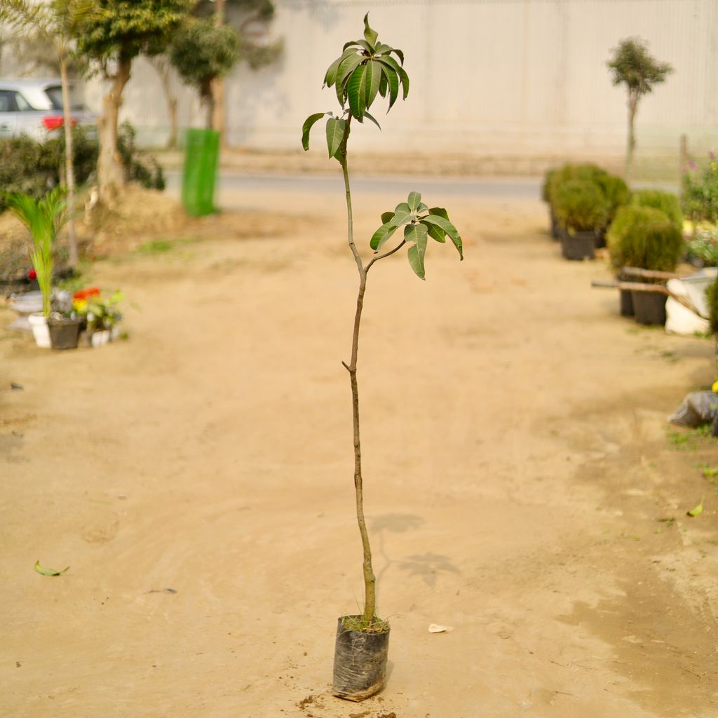 Mango Grafted (~ 2 Ft) in 7 Inch Nursery Bag