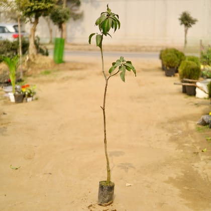 Buy Mango Grafted (~ 2 Ft) in 7 Inch Nursery Bag Online | Urvann.com