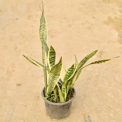 Buy Snake Golden in 8 Inch Nursery Pot Online | Urvann.com