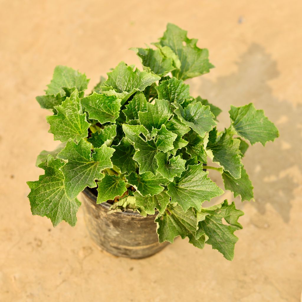 Cineraria (any colour) in 6 Inch Nursery Pot