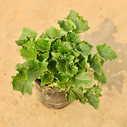 Buy Cineraria (any colour) in 6 Inch Nursery Pot Online | Urvann.com