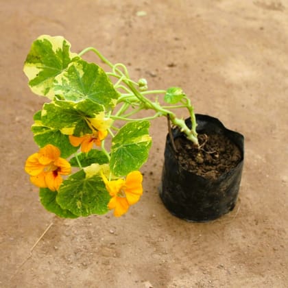 Nasturtium (any colour) in 4 Inch Nursery Bag