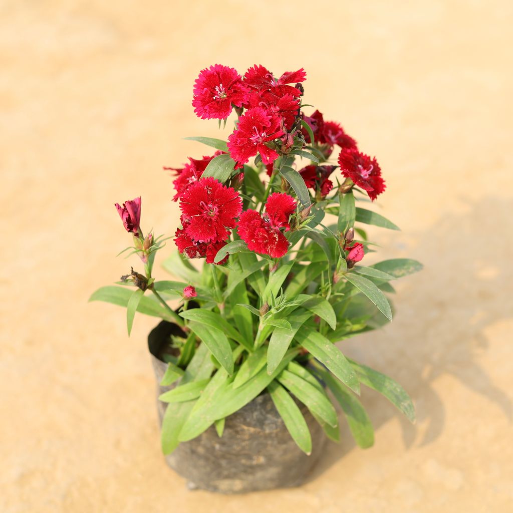 Dianthus (any colour) in 4 Inch Nursery Bag