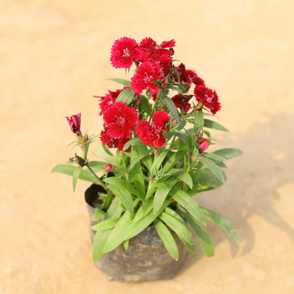 Buy Dianthus (any colour) in 4 Inch Nursery Bag Online | Urvann.com