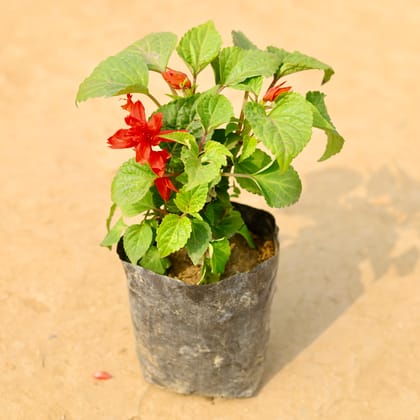 Buy Salvia Red in 4 Inch Nursery Bag Online | Urvann.com