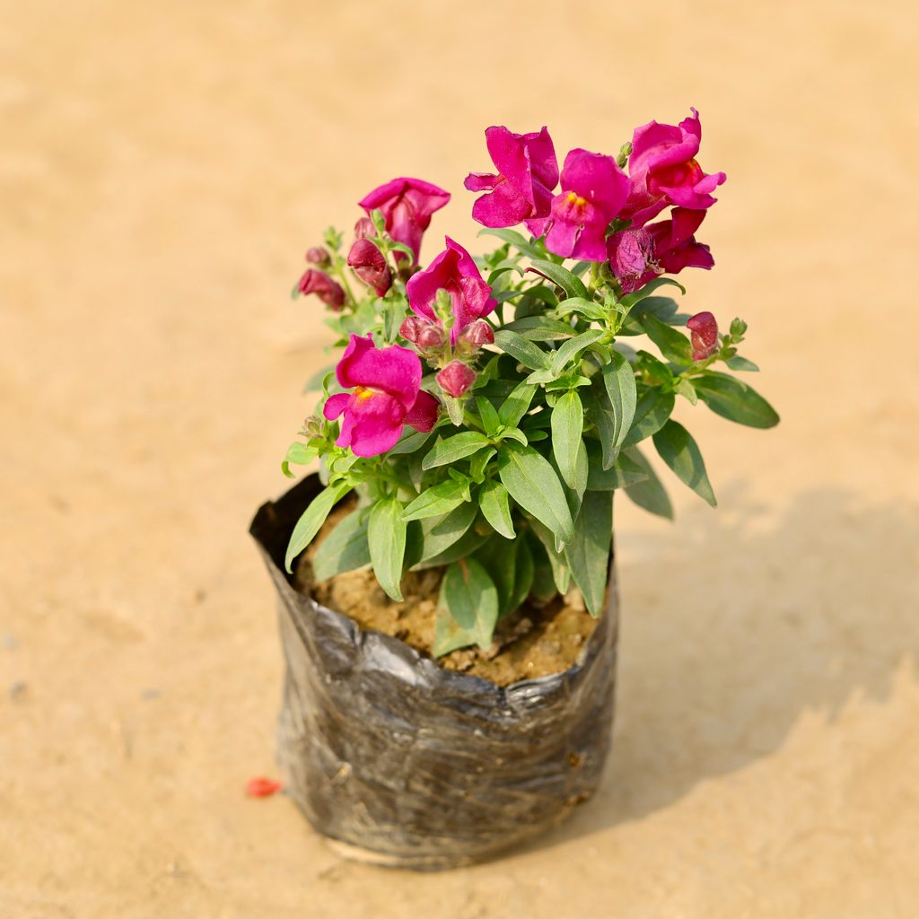 Antirrhinum Majus (Snapdragon) / Dog Flower (any colour) in 4 Inch Nursery Bag