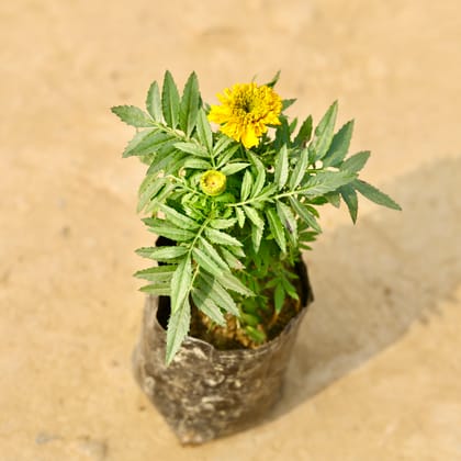 Buy Marigold / Genda Yellow in 4 Inch Nursery Bag Online | Urvann.com