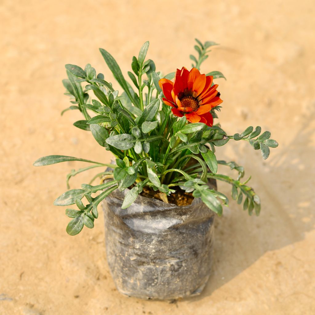 Gazania (any colour) in 4 Inch Nursery Bag