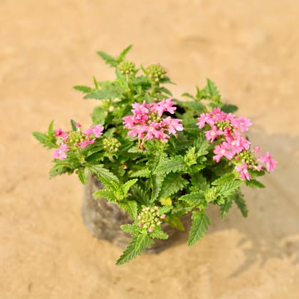 Buy Verbena (any colour) in 4 Inch Nursery Bag Online | Urvann.com