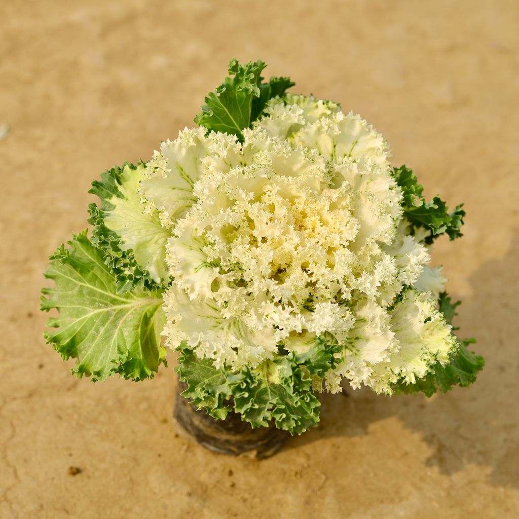 Kale White Green in 4 Inch Nursery Bag