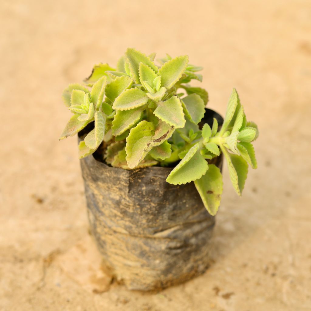 Ajwain / Carrom Seed Plant in 4 Inch Nursery Bag