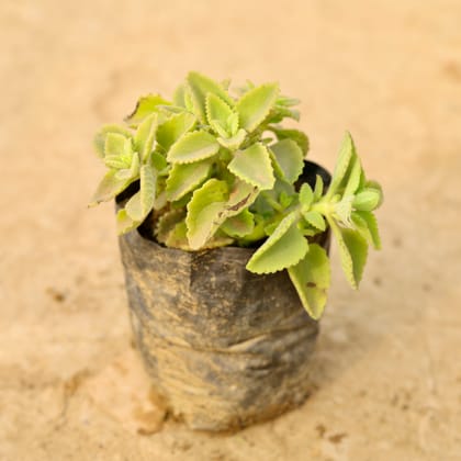 Buy Ajwain / Carrom Seed Plant in 4 Inch Nursery Bag Online | Urvann.com