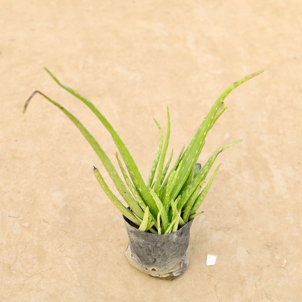 Aloe Vera in 4 Inch Nursery Bag