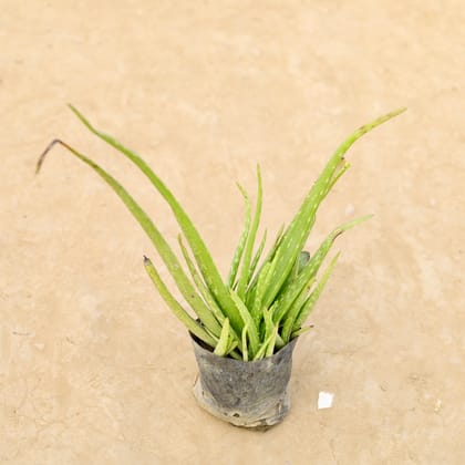 Buy Aloe Vera in 4 Inch Nursery Bag Online | Urvann.com