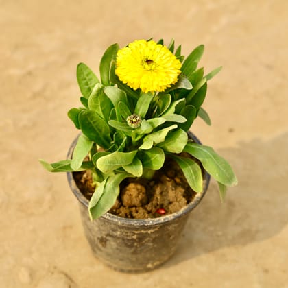 Buy Calendula (any colour) in 6 Inch Nursery Pot Online | Urvann.com