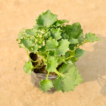 Buy Cineraria (any colour) in 4 Inch Nursery Bag Online | Urvann.com