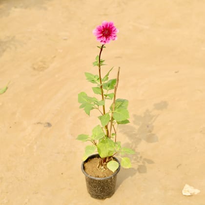 Buy Dahlia (any colour) in 6 Inch Nursery Pot Online | Urvann.com