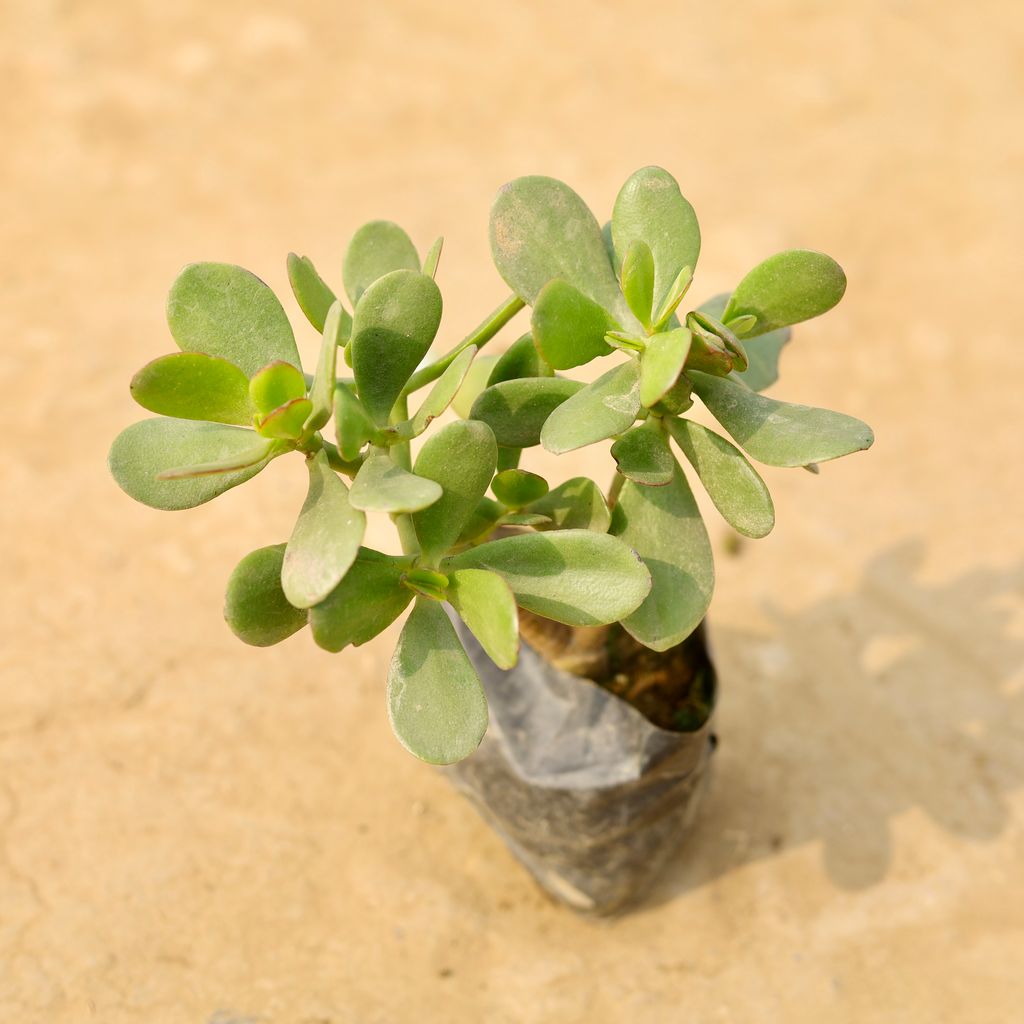 Crassula Ovata in 4 Inch Nursery Bag