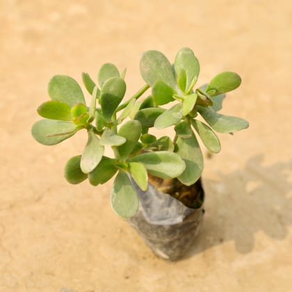 Buy Crassula Ovata  in 4 Inch Nursery Bag Online | Urvann.com