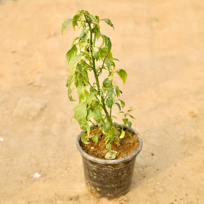 Buy Mirchi / Chilli Plant in 6 Inch Nursery Pot Online | Urvann.com