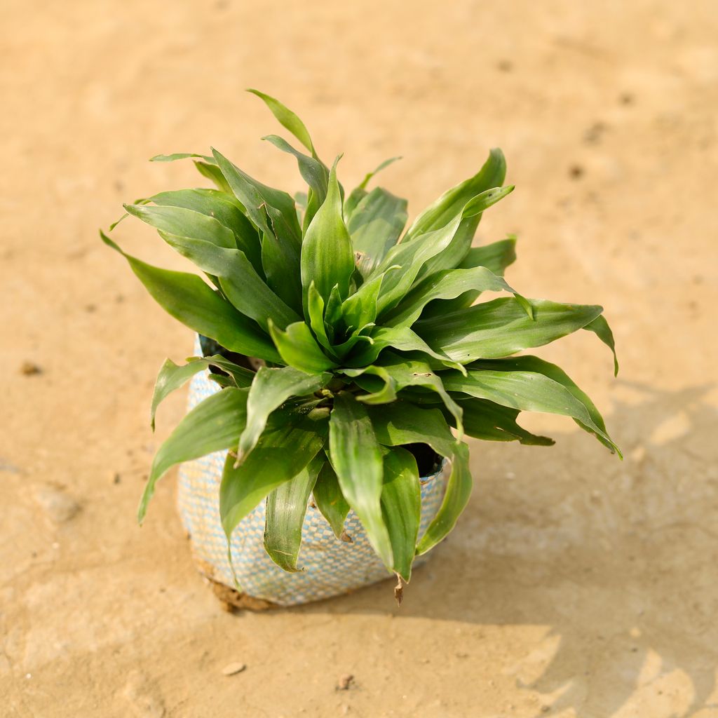 Dracaena Compacta in 4 Inch Nursery Bag