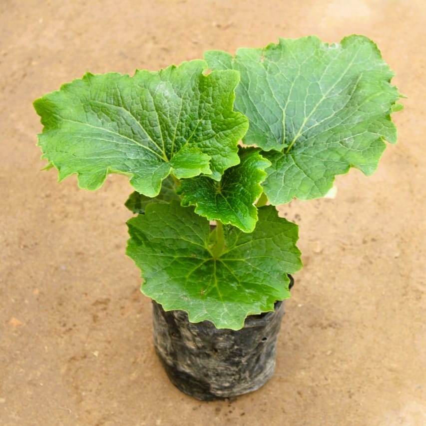 Cineraria (any colour) in 3 Inch Nursery Bag