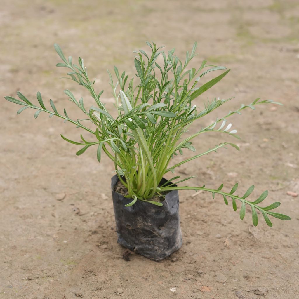 Gazania (any colour) in 4 Inch Nursery Bag