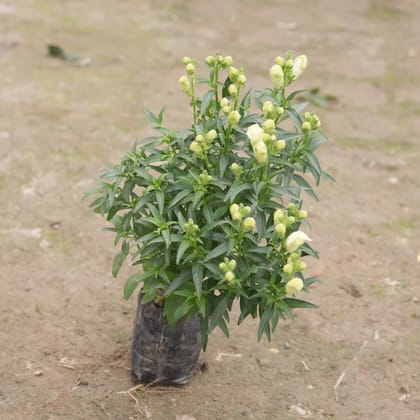 Buy Antirrhinum Majus (Snapdragon) /�Dog Flower (any colour) in 4 Inch Nursery Bag Online | Urvann.com