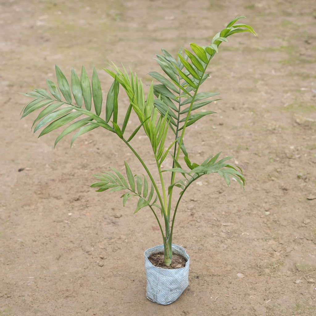 Chamaedorea Palm in 4 Inch Nursery Bag