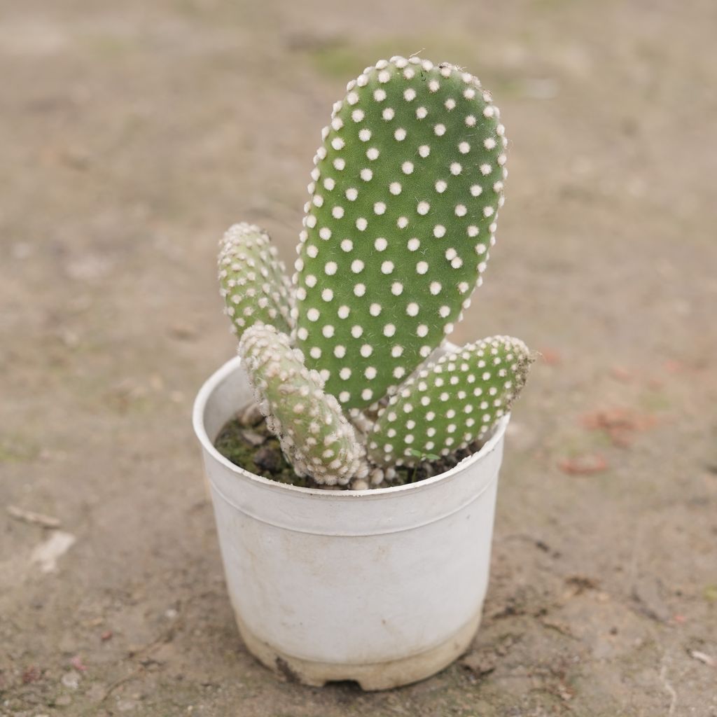 Bunny Ear Cactus in 3 Inch Nursery Pot