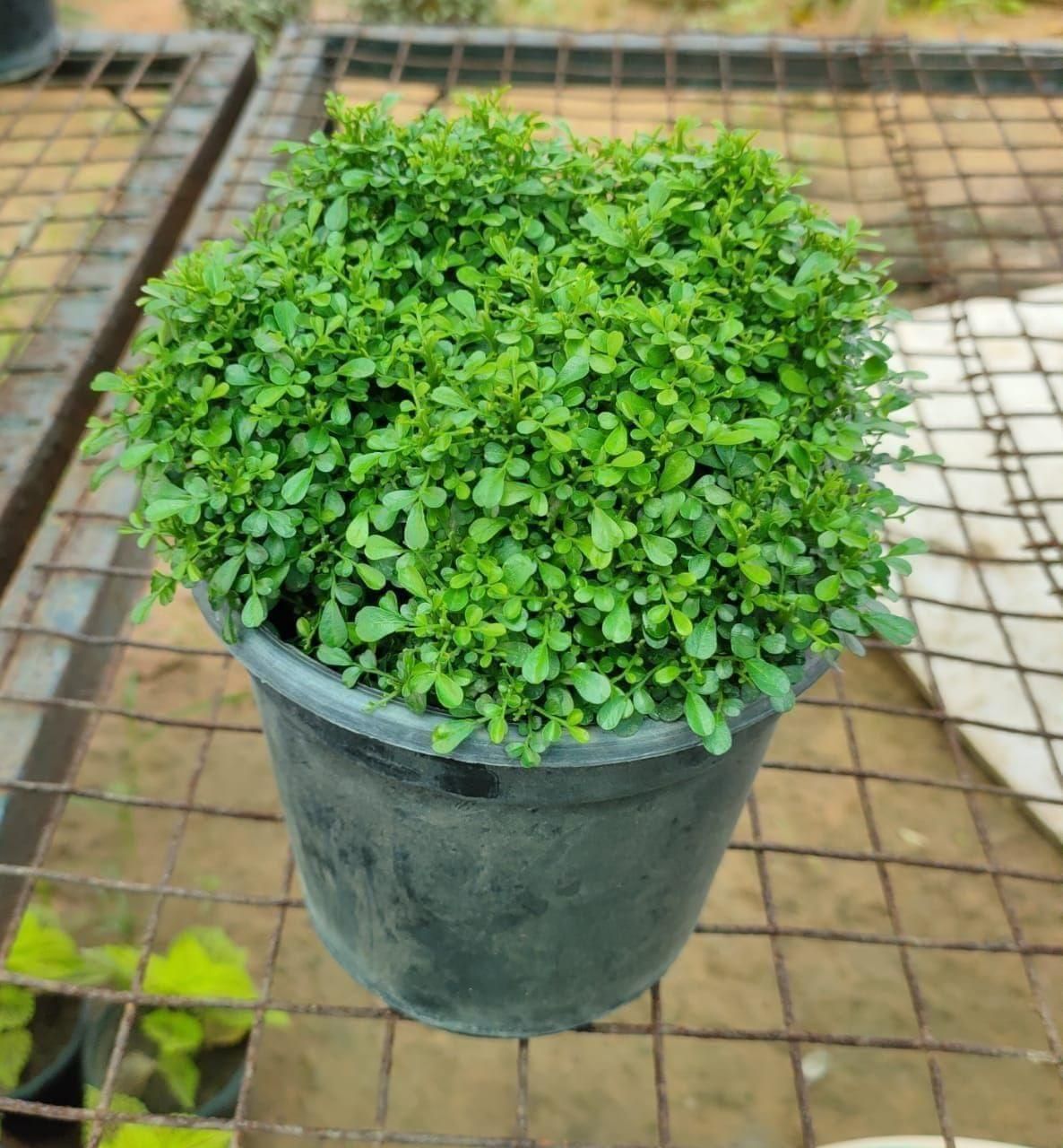 Table kamini deals plant online